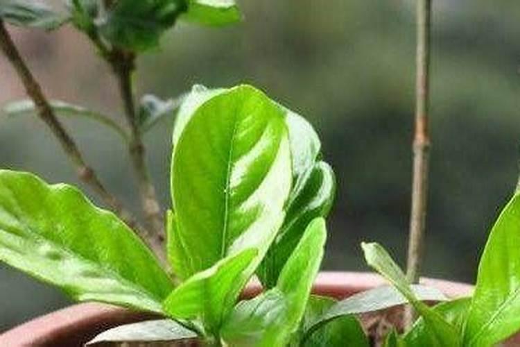 腐植酸的营养液栀子花能用吗