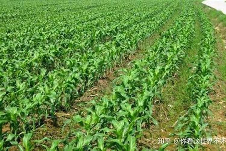 玉米需不需要通过冲施的方式施加钾肥？
