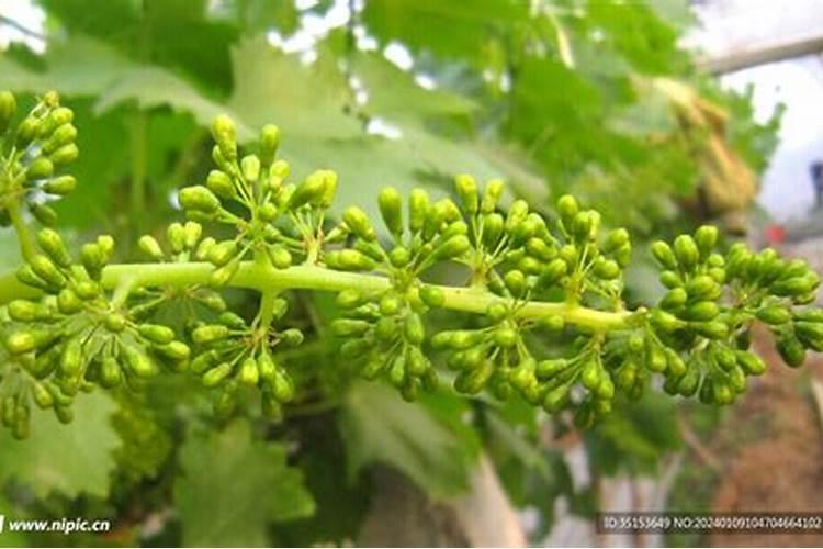 葡萄开花期施什么肥