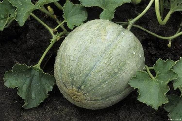 香瓜定植该施什么肥料