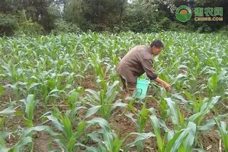 盐碱地种玉米用什么肥料最好