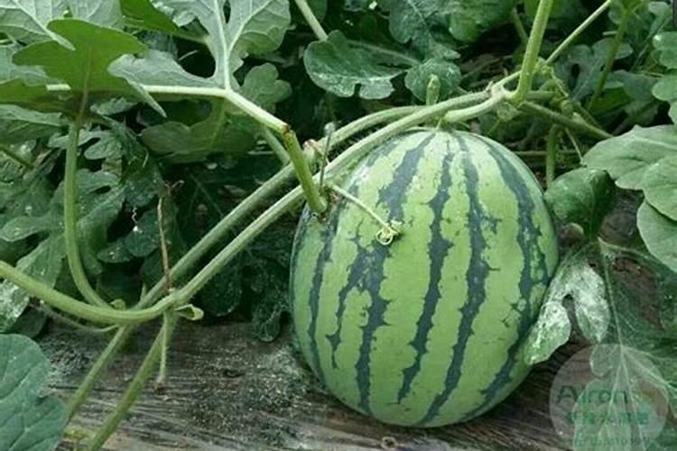 种植西瓜,主要步骤是什么？