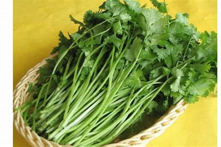 香菜施肥用什么肥料