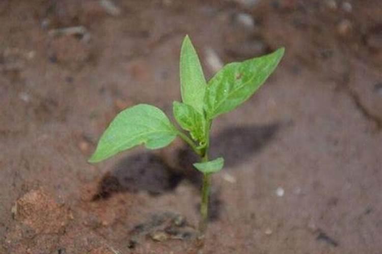 全国最大腐植酸生产厂家
