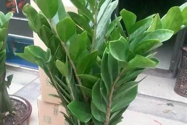 沼气肥的性质如何？