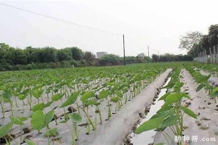 芋头什么时候施肥能高产量(芋头使用肥料名称及施肥时间)