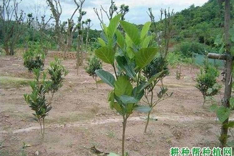 柚子树什么时候施肥比较好？