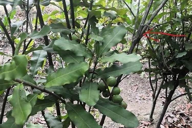 柚子树正在开花可以施肥吗？