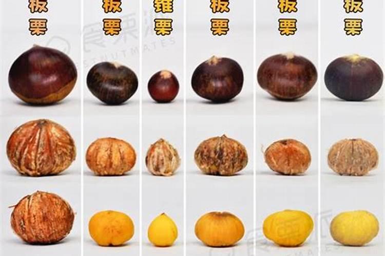 优质板栗品种有哪些 什么样的板栗好吃高产