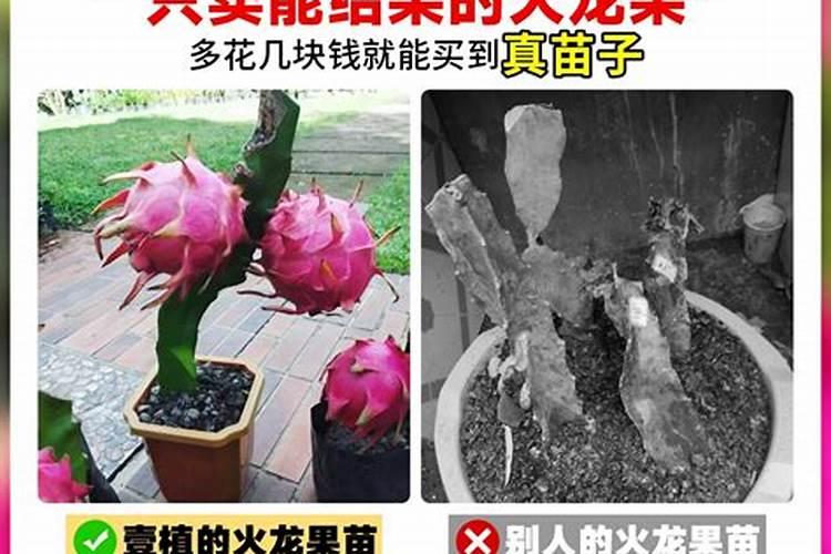 氯化钾复合肥适用作物