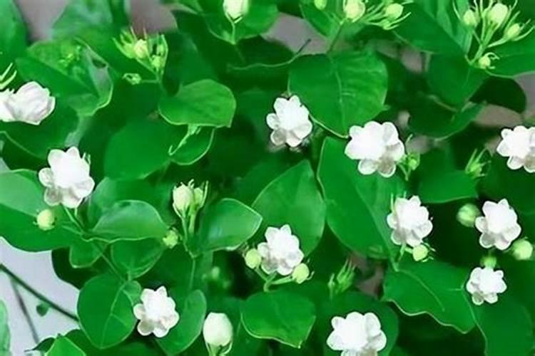 茉莉花4季施肥方法(茉莉花四季施肥攻略,养出繁花似锦的美丽植株)