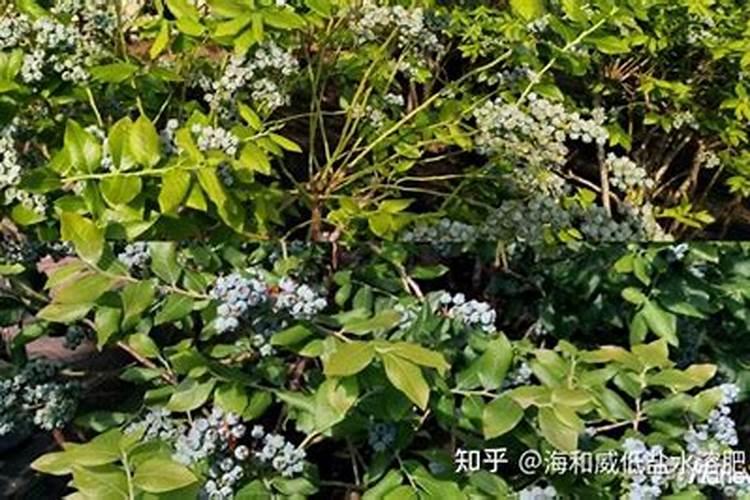如何辨别水溶肥料的好坏
