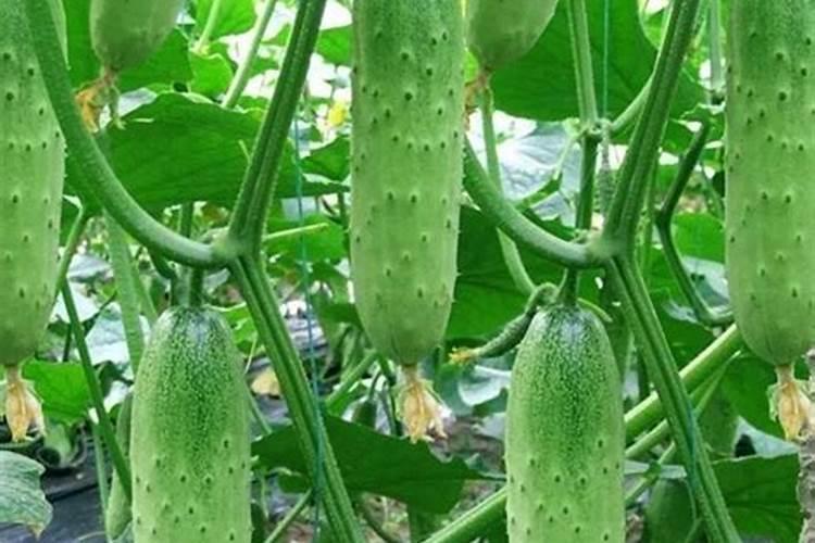黄瓜坐果期施什么肥料
