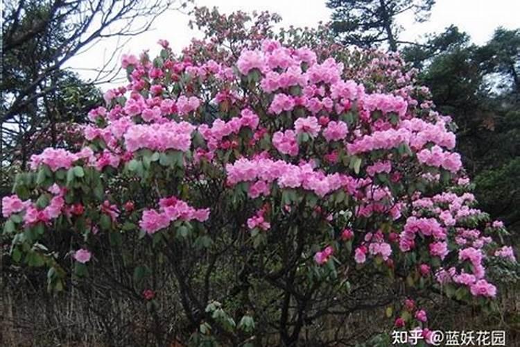 进口高山杜鹃的养殖方法和注意事项