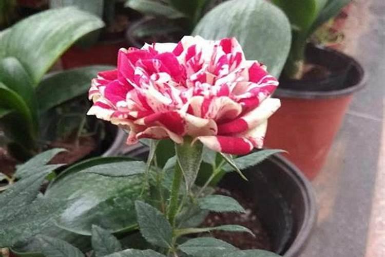 月季有花苞能施肥吗 月季有花苞不能施肥对吗