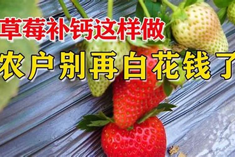 草莓缺钙冲施什么肥料