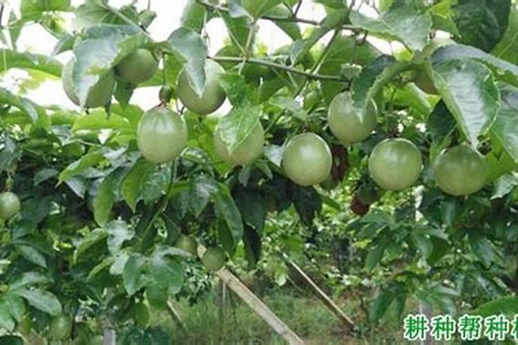 玉米喷叶面肥会增产吗 什么时候喷施效果好
