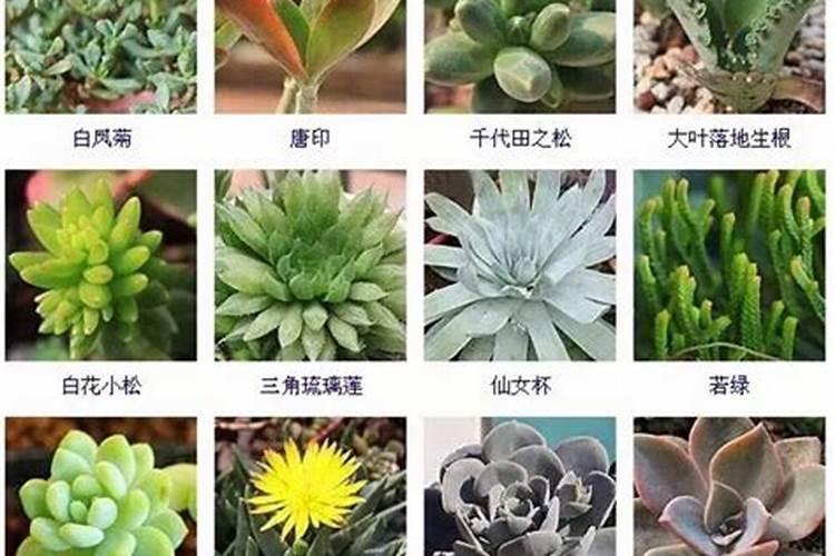 多肉适合施什么肥料