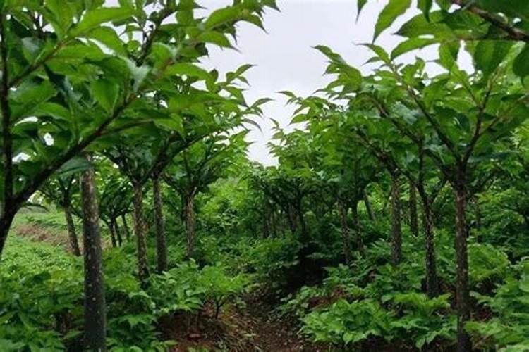 橘皮水能浇什么花 橘皮水可以浇什么花