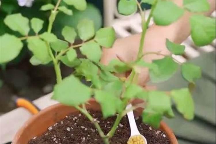 都说月季花要压枝促笋,但具体该怎么做？
