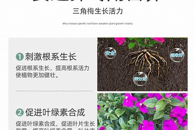 磷肥加什么浇花最好