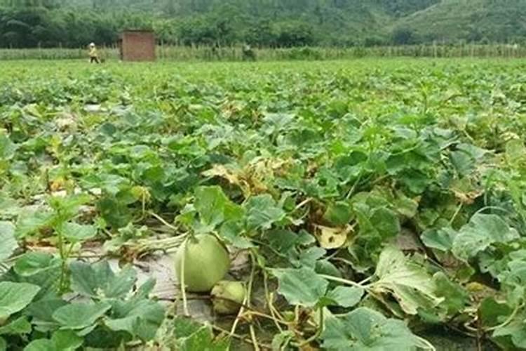 陆地栽培的羊角蜜甜瓜需要搭架吗