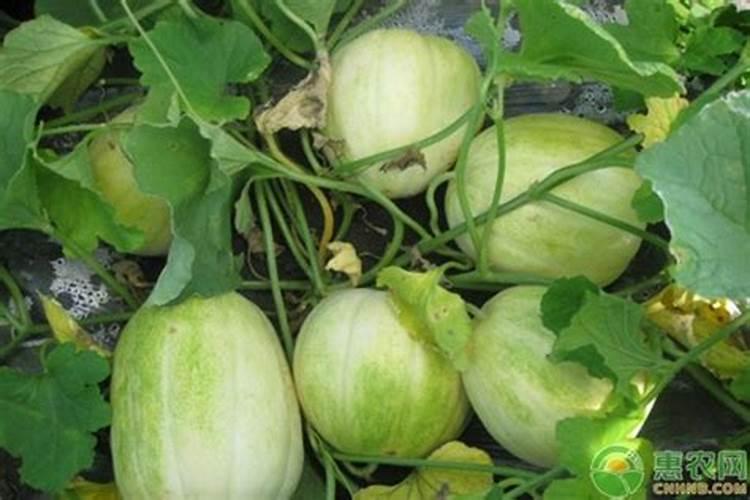 陆地香瓜种植技术【黑龙江】