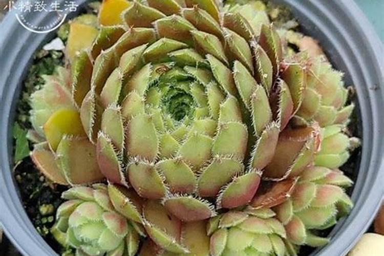 多肉植物用什么肥料比较好
