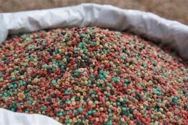 小苗半年变大苗冬天养护需要做什么