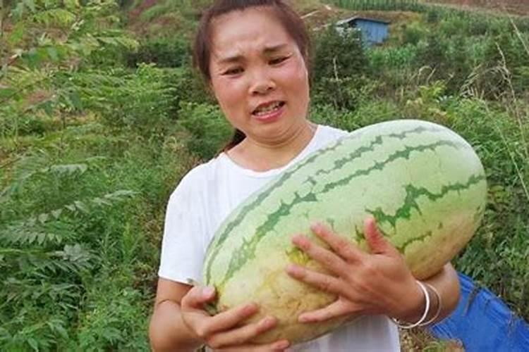 怎样让西瓜快速膨大