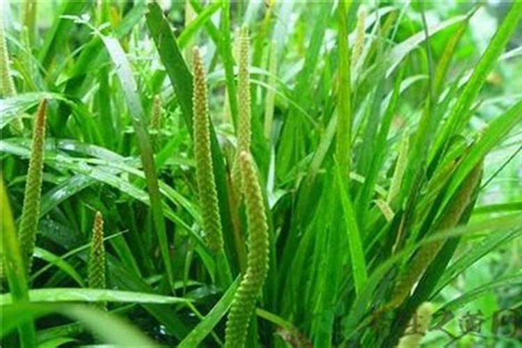 石菖蒲怎么种植