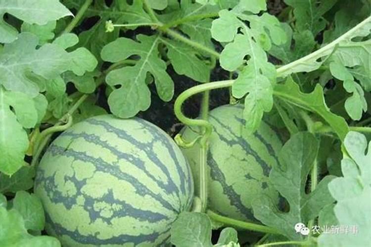 种植西瓜用什么肥料最佳？不同生长阶段,巧施肥料