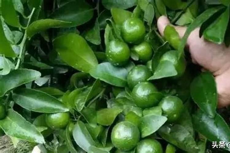 茄子着色不良的原因是什么 防治措施有哪些