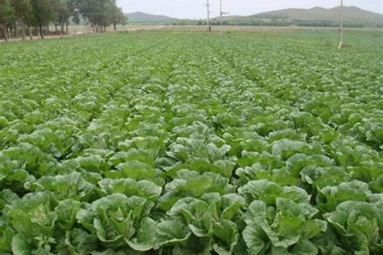 大白菜可以追尿素吗 大白菜高温干旱的防止措施有哪些