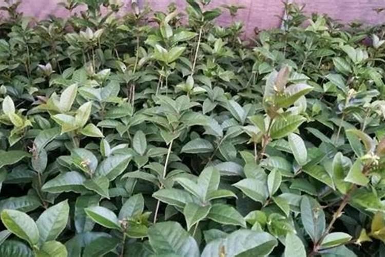 桂花树枝叶少用什么叶面肥能让枝叶茂盛