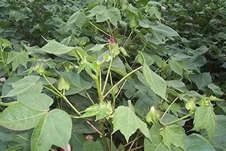 棉花的硼肥滴灌给棉花有用吗？