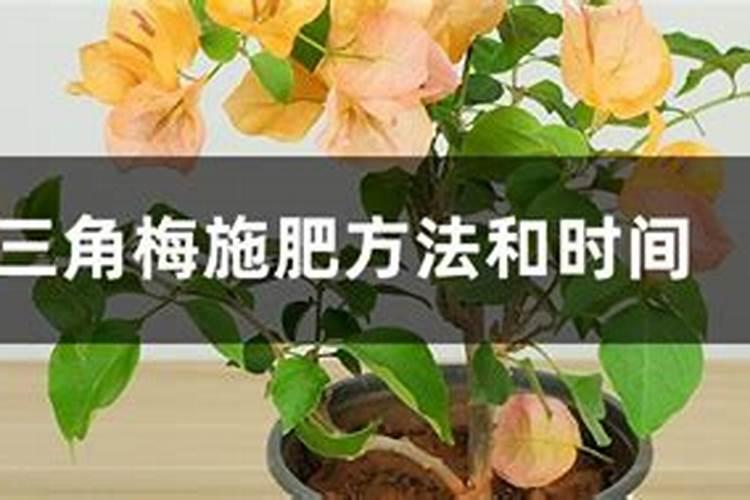 三角梅花期后如何施肥花开不断