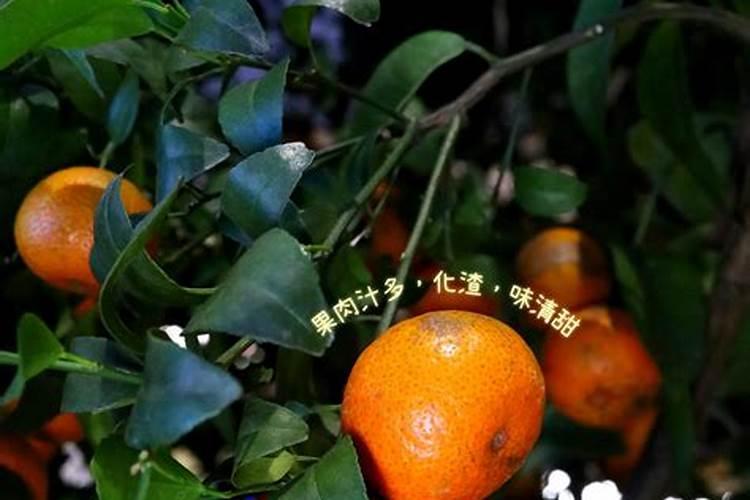挂果沙糖桔规定什么时候撒元素肥吗？