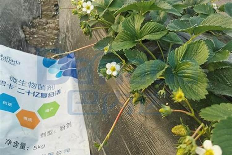 草莓肥害补救措施,草莓肥害的典型症状