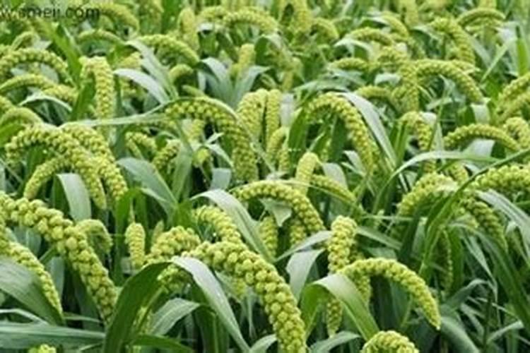 怎么对小麦施钙肥？