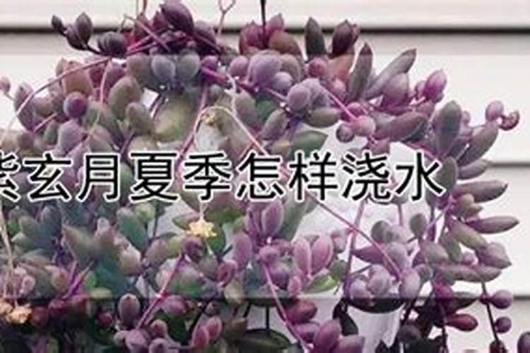 紫玄月怎么养才能爆盆 紫玄月家庭养法