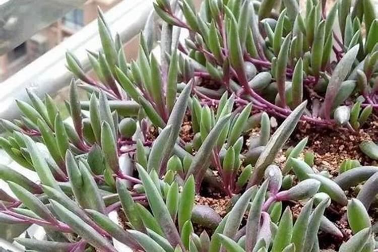 紫玄月怎么养才能更茂盛