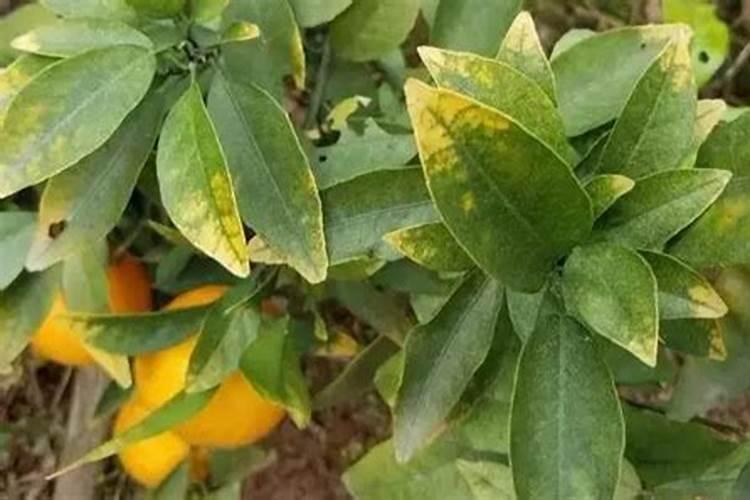 柑橘黄化原因及防控