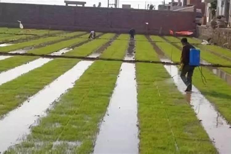 水稻分蘖肥什么时候使用