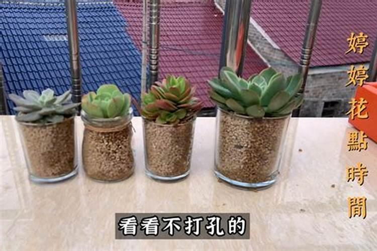 磷肥可以养多肉吗