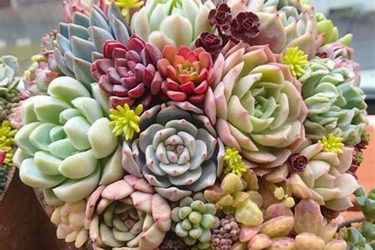 磷肥可以养多肉吗