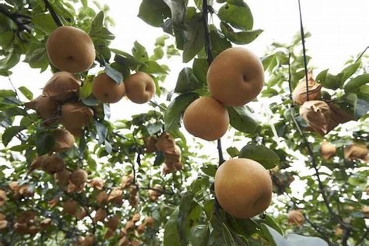 一亩地施多少磷肥合适  磷肥什么时间施最好
