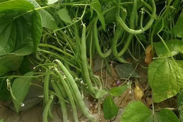 种植四季豆提高产量的施肥技巧有哪些