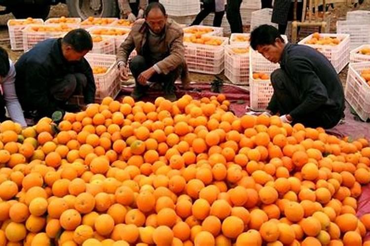 脐橙可以在家里种吗