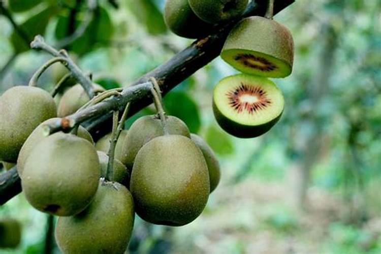 农药可以在网上买吗,我需要杀菌剂？